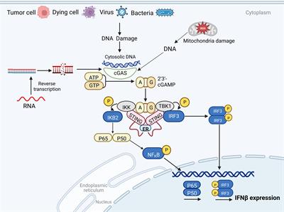 GAS-STING: a classical DNA recognition pathways to tumor therapy